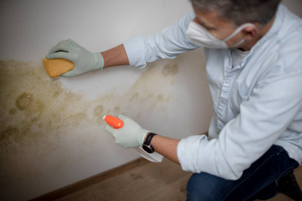 Best Black Mold Removal  in Granvle, IL