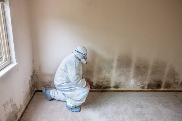Best Residential Mold Removal  in Granvle, IL