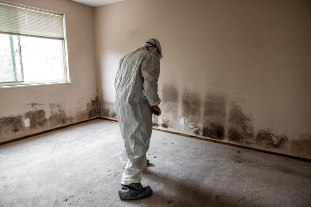 Best Commercial Mold Removal  in Granvle, IL