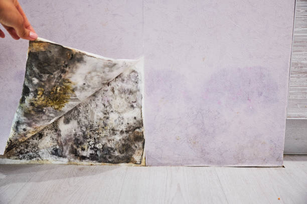 Best Mold Removal and Inspection  in Granvle, IL
